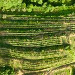 Stunning aerial image of terraced green fields and trees captured by drone.