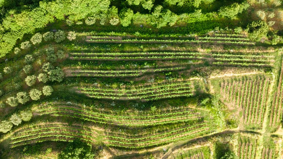 Stunning aerial image of terraced green fields and trees captured by drone.