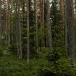 Dense evergreen forest with tall pine trees and rich undergrowth, showcasing natural beauty.