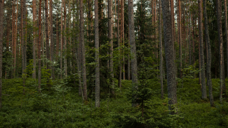 Dense evergreen forest with tall pine trees and rich undergrowth, showcasing natural beauty.
