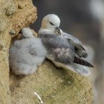 A Northern Fulmar with chick nestled on a rocky cliff. Natural setting.
