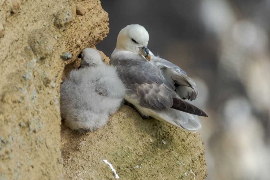 A Northern Fulmar with chick nestled on a rocky cliff. Natural setting.
