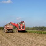 A red harvester works on sugar beet fields in Lütau, Germany on a sunny day.