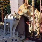 Interspecies Communication Lessons for High-Performance Teams A friendly dog and cat cuddle against a gate in a sunny outdoor setting, showcasing interspecies friendship.