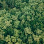 A mesmerizing aerial view of a dense, lush green forest canopy captured from above.