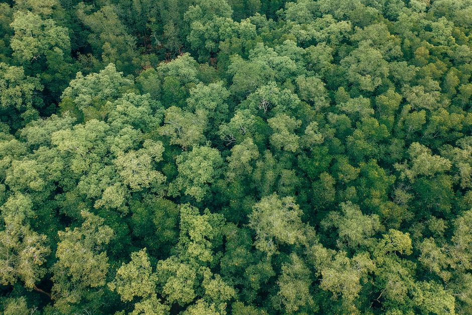 A mesmerizing aerial view of a dense, lush green forest canopy captured from above.