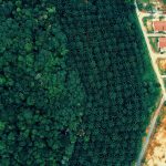 Localism vs. Centralization: Operational Strategy in Pest Control A striking aerial view showing the contrast between lush forest and adjacent housing development.