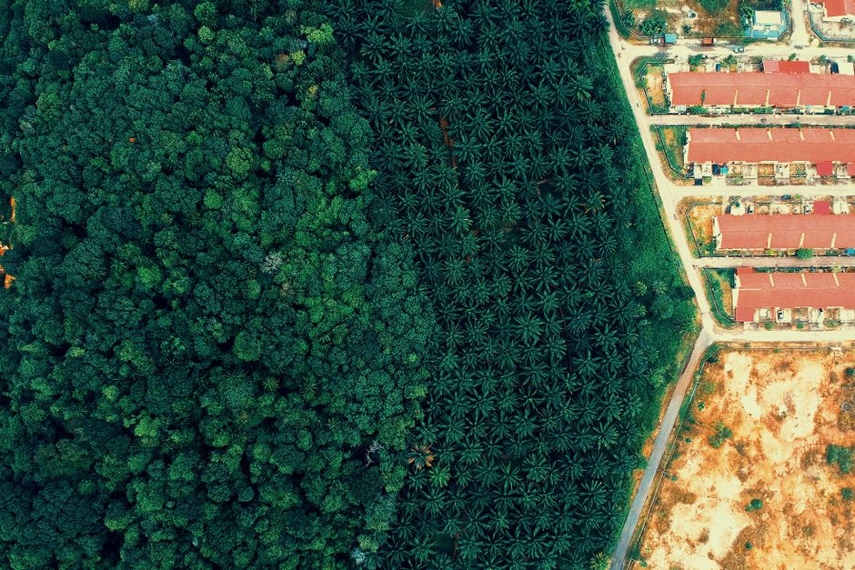 A striking aerial view showing the contrast between lush forest and adjacent housing development.