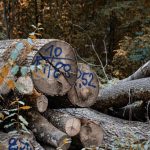 Stack of cut logs with blue markings in autumn forest, showcasing deforestation and natural resources.