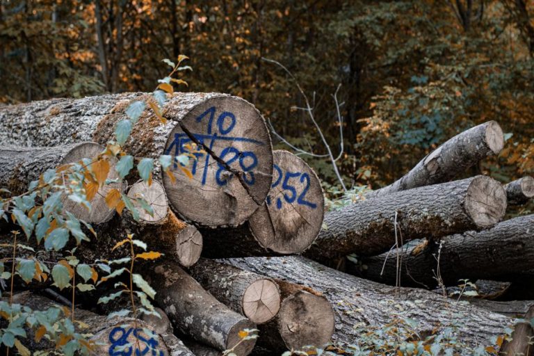 Stack of cut logs with blue markings in autumn forest, showcasing deforestation and natural resources.