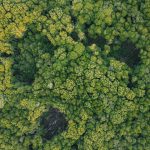 Aerial shot of a dense forest in Chukai, Malaysia, showcasing vibrant greenery.