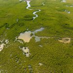 Explore a breathtaking aerial view of a lush green swampland with winding waterways.