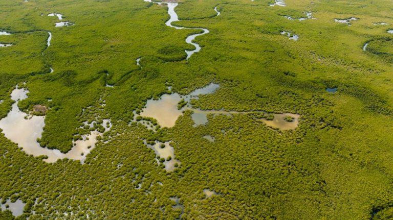 Explore a breathtaking aerial view of a lush green swampland with winding waterways.