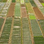 Beautiful aerial view of organized agricultural fields showcasing diverse crops and patterns.