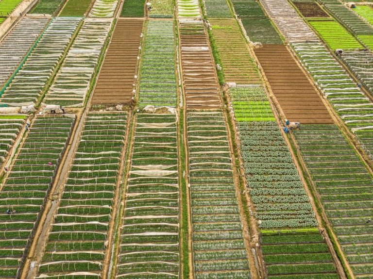 Beautiful aerial view of organized agricultural fields showcasing diverse crops and patterns.