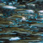 Swarm Intelligence: Scaling Strategy Through Distributed Teams A dynamic view of a school of fish swimming energetically underwater.