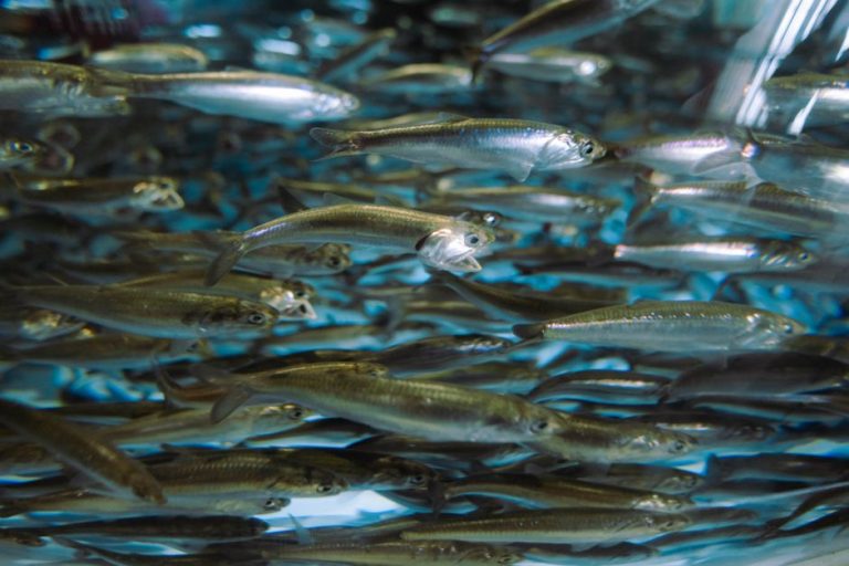 A dynamic view of a school of fish swimming energetically underwater.