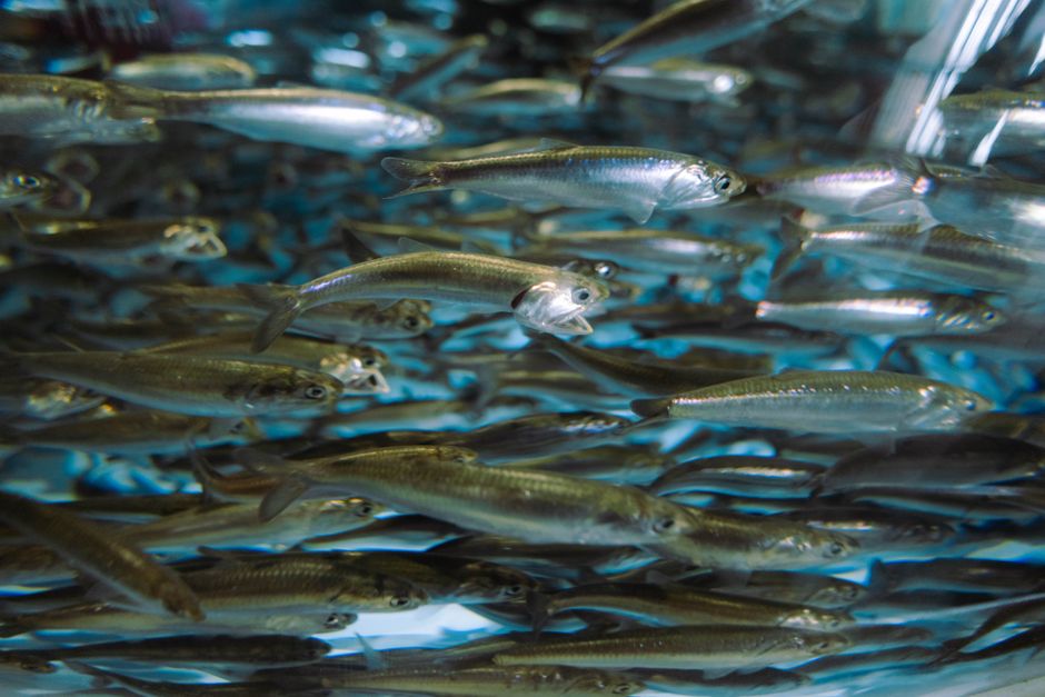 A dynamic view of a school of fish swimming energetically underwater.