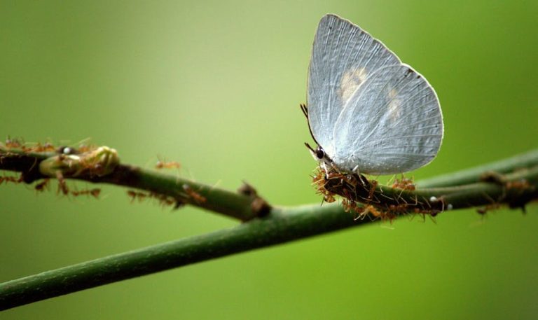 A barred yellow butterfly perched on a plant branch, Valanchery, India.
