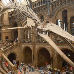Majestic blue whale skeleton exhibit inside London's iconic Natural History Museum.