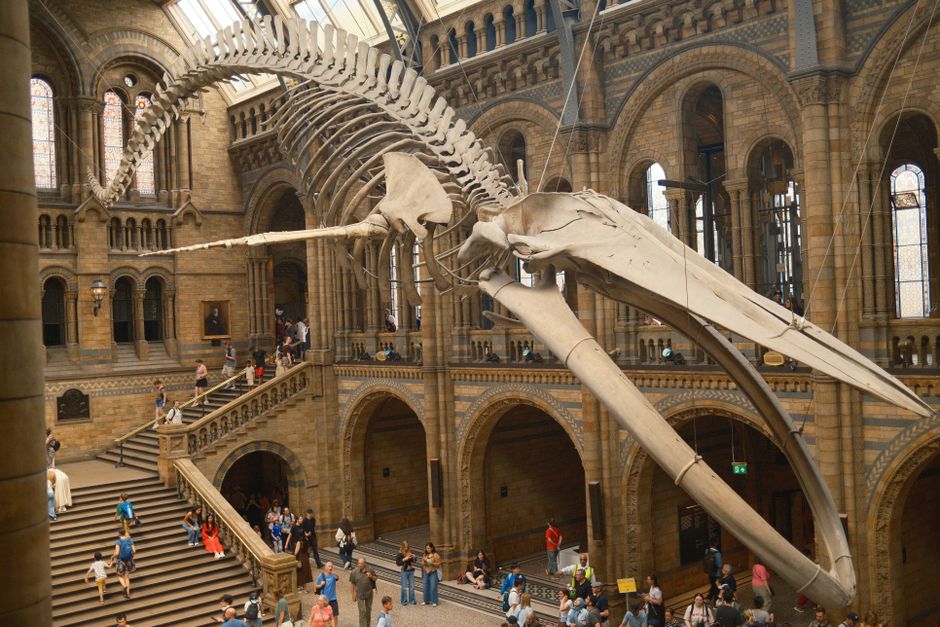 Majestic blue whale skeleton exhibit inside London's iconic Natural History Museum.