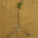 A vibrant fern emerges from a cracked urban wall in Hong Kong, symbolizing resilience.