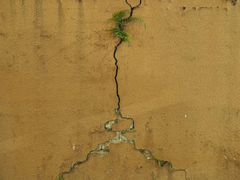 A vibrant fern emerges from a cracked urban wall in Hong Kong, symbolizing resilience.