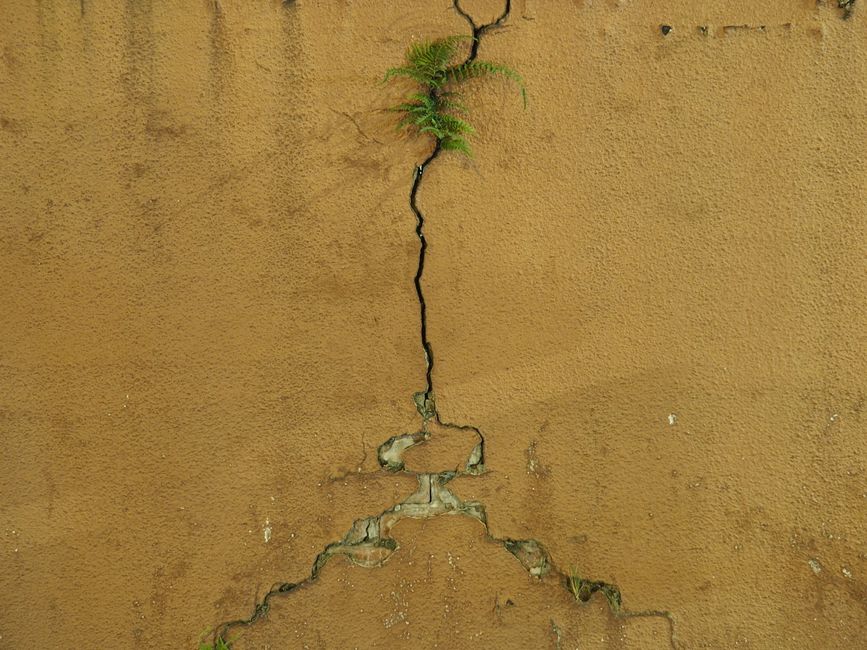 A vibrant fern emerges from a cracked urban wall in Hong Kong, symbolizing resilience.