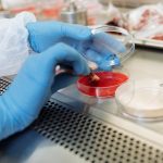 The Bio-Optimization Trap: Why Biological Performance Isn't a Competitive Strategy Close-up of gloved hands using petri dish and tweezers in a lab environment.