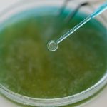 The Bio-Optimization Trap: Why Quantified Self is Undermining Executive Intuition Detailed view of a pipette interacting with a green sample in a petri dish, ideal for scientific content.
