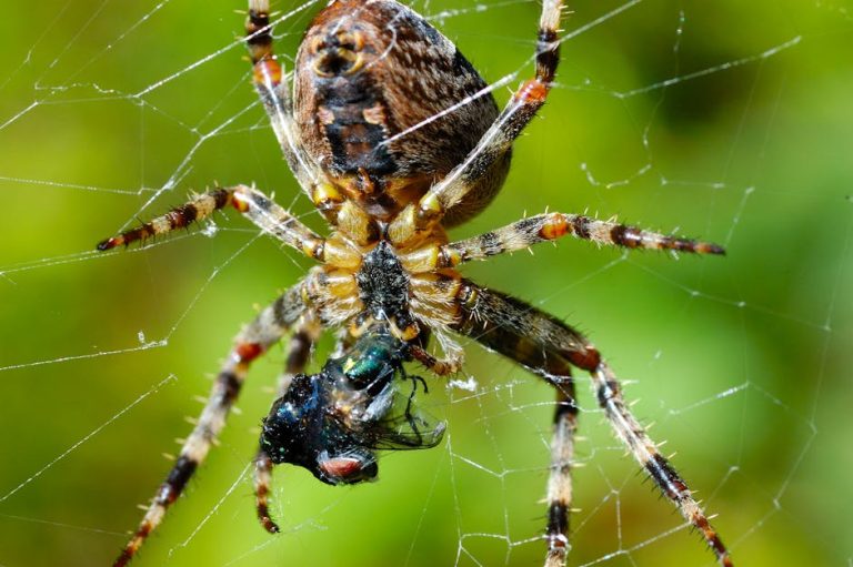 Detailed macro shot of a spider with a trapped fly in its web, showcasing nature's predatory dynamics.