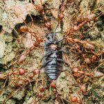The Biological Moat: Why Competitive Advantage is Shifting from Software to Somatics Close-up of ants attacking a beetle on tree bark in Nigeria. High-detail wildlife photography.