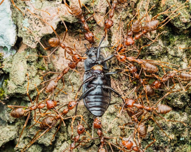 Close-up of ants attacking a beetle on tree bark in Nigeria. High-detail wildlife photography.