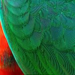 Detailed macro shot showing the intricate patterns and vibrant colors of bird feathers.