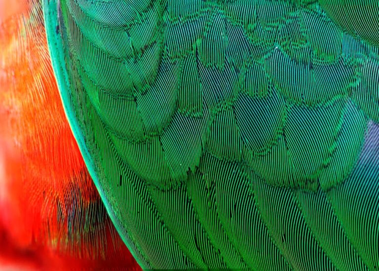 Detailed macro shot showing the intricate patterns and vibrant colors of bird feathers.