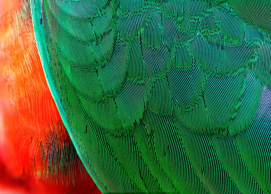 Detailed macro shot showing the intricate patterns and vibrant colors of bird feathers.