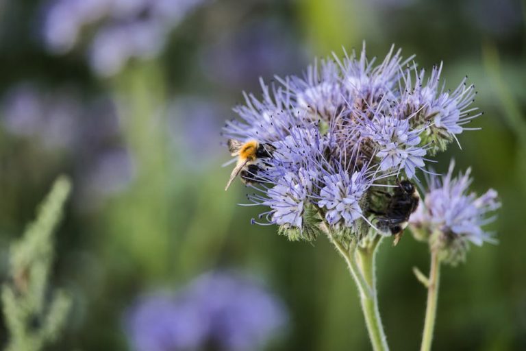 A vibrant scene of a bumblebee pollinating a purple wildflower in a sunny meadow.