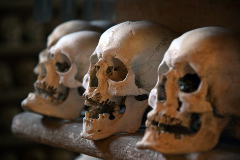 A detailed view of several human skulls lined up in an eerie ossuary environment.