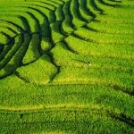 Aerial shot of vibrant green rice terraces with a lone farmer in Bengkulu, Indonesia, during summer.