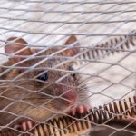 The Evolutionary Trap: Why Business 'Survivalism' Often Leads to Stagnation A close-up shot of a rat peeking through a wire cage, capturing its curious expression.