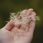 A hand delicately holding dandelion seeds with a blurred green background, showcasing nature's fragility.