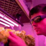 The Future of Food: Cultured Meat and Industrial Strategy Scientist observing lettuce growth under LED lights in a hydroponic lab, showcasing indoor farming innovations.