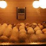 Eggs and newly hatched chicks in a warm incubator with temperature control.