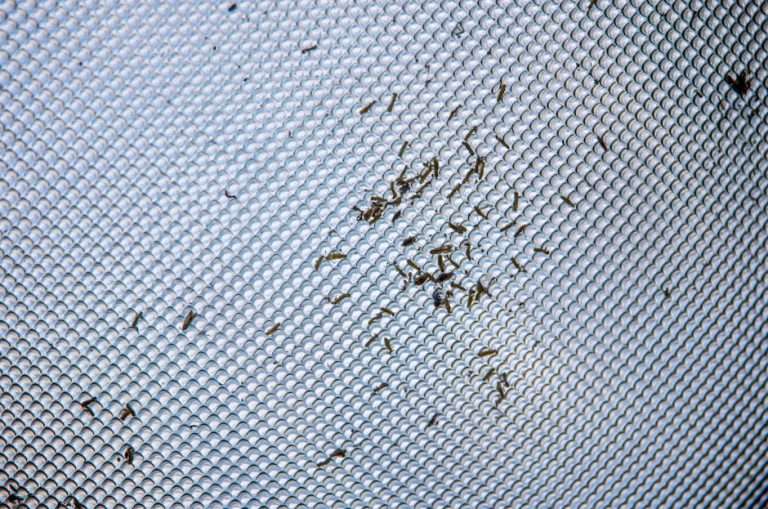 Detailed close-up of small insects trapped on a gray textured mesh surface.