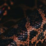The Predator’s Paradox: Why Scaling Like an Apex Species Can Destroy Your Business A close-up shot showcasing the intricate scales of a snake, highlighting texture and color.