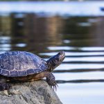 The Stoic Anthropocene: Why Radical Responsibility is the Ultimate Executive Asset Close-up of a Hispaniolan slider turtle basking on a rock by the pond.