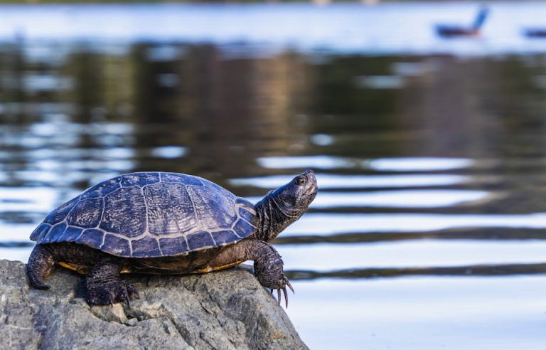 Close-up of a Hispaniolan slider turtle basking on a rock by the pond.
