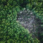 The Sustainability Trap: Why Green Initiatives Often Kill Innovation Drone shot capturing a lush green forest surrounding a distinct deforested patch, highlighting ecological impact.