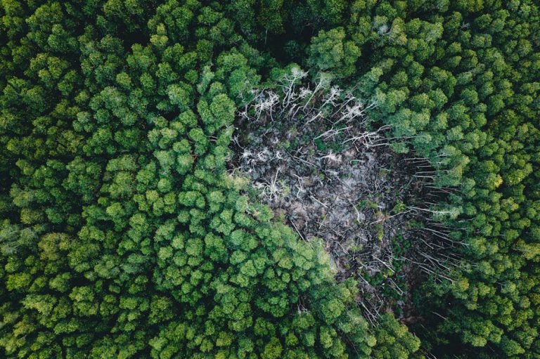 Drone shot capturing a lush green forest surrounding a distinct deforested patch, highlighting ecological impact.